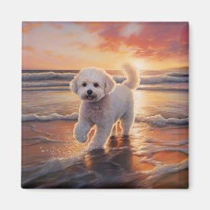 Aimant Bichon frisé Sandy Paws sur la plage au coucher du