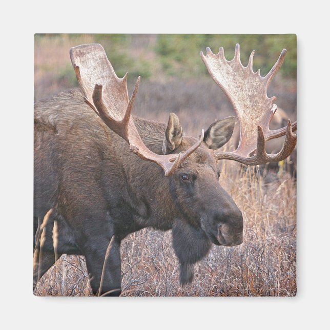 Aimant Big Bull Moose (Devant)