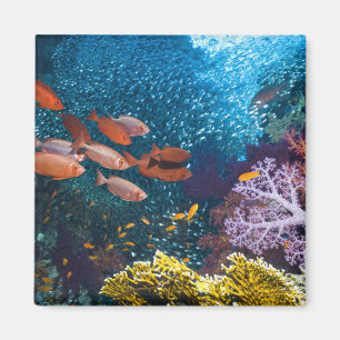 Aimant Bigeye ou Lunette-Oeil du paysage de récif