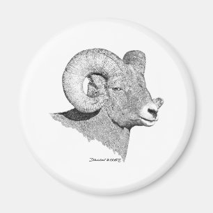 Aimant Bighorn Sheep