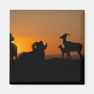 Aimant Bighorn Sheep