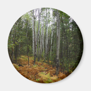 Aimant Birch Trees blancs et fougères d'automne à Rocky M