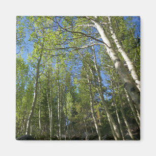 Aimant Birch Trees d'été à Rocky Mountain