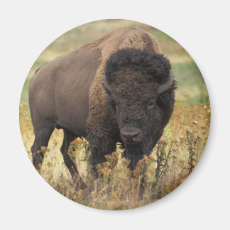 Aimant Bison