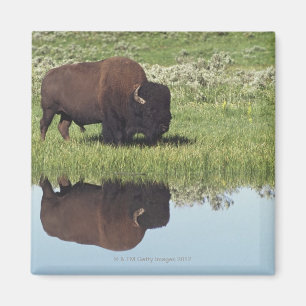 Aimant Bison (bison de bison) sur le pré herbeux