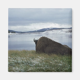 Aimant Bison se reposant par la rivière Yellowstone avec