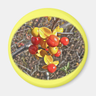 Aimant Bitsweet Vine Berries Produits