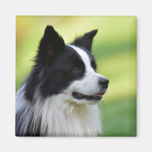 Aimant Black and White Border Collie Dog