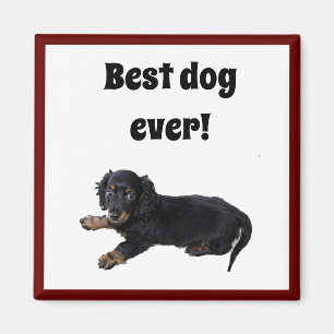 Aimant Black Dachshund Cocker Spaniel Puppy Photographie