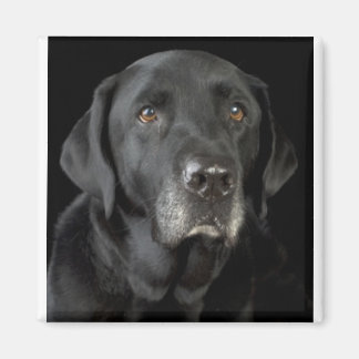 Aimant Black Labrador