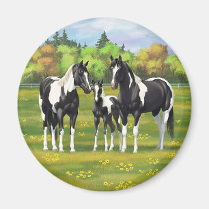 Aimant Black Pinto Paint Quarter Horses In Summer Pasture