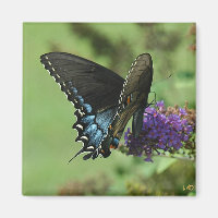 Black Swallowtail 9.05-1
