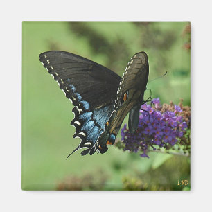 Aimant Black Swallowtail 9.05-1