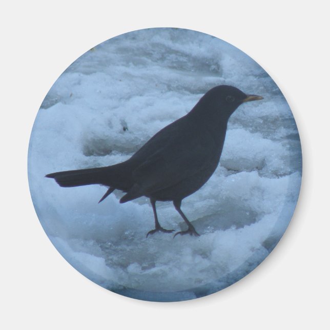 Aimant Blackbird sur l'aimant de glace (Devant)