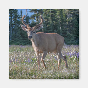 Aimant Blacktail Deer Buck Parc national olympique