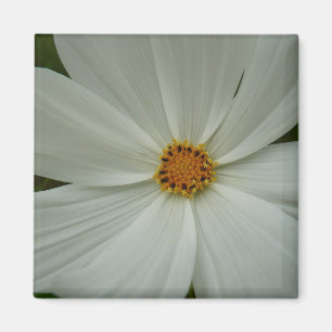 Aimant Blanc Cosmos Fleur sauvage d'été Floral
