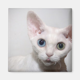 Aimant blanc de chaton