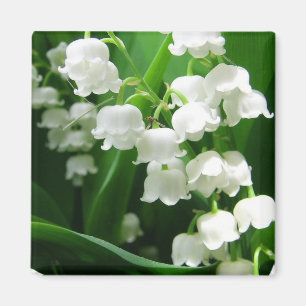 Aimant blanc du muguet