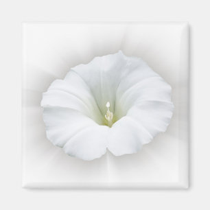 Aimant blanc et gris