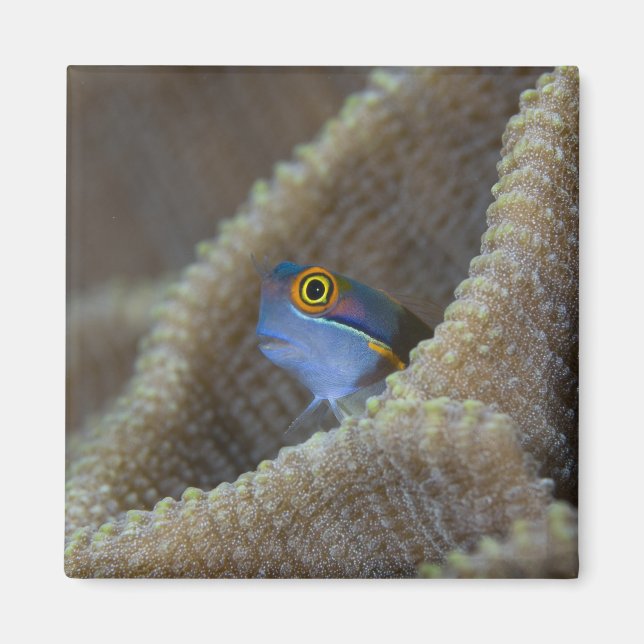 Aimant Blenny fish Blenniidae) qui se met à l'aise (Devant)
