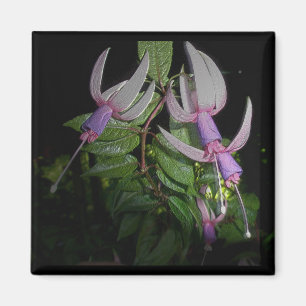 Aimant bleu de Fushia