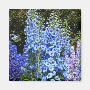 Aimant Bleu Delphinium Fleurs Florales Jardin Nature