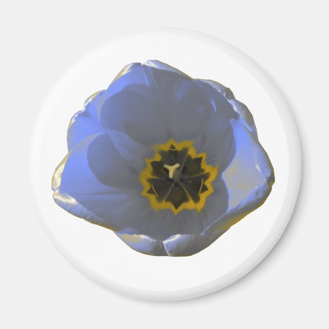 Aimant bleu et jaune pour tulipe (Devant)