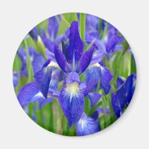 Aimant bleu Iris Fleurs