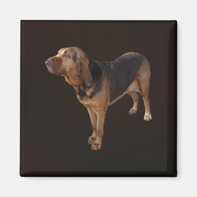Aimant Bloodhound (Devant)