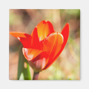 Aimant Blossom de la tulipe rouge