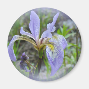 Aimant Blue Flag - Wild Iris