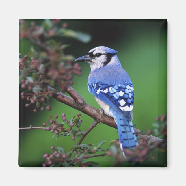Aimant Blue Jay, Cyaoncitta cristata (Devant)
