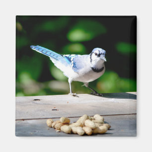 Aimant Blue Jay obtient une cacahuète