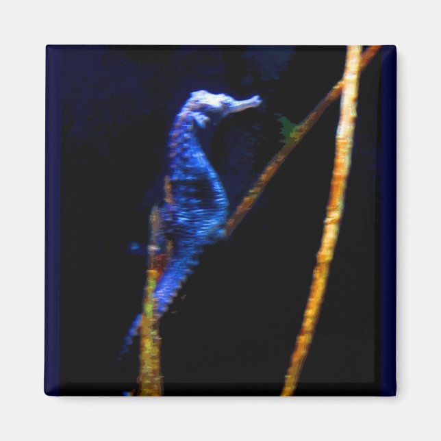 Aimant Blue Seahorse CB (Devant)