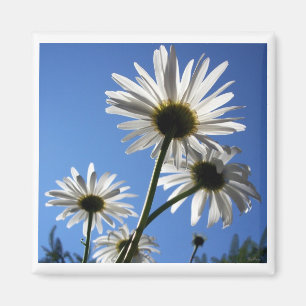 Aimant Blue Skies Bloomin Daisies
