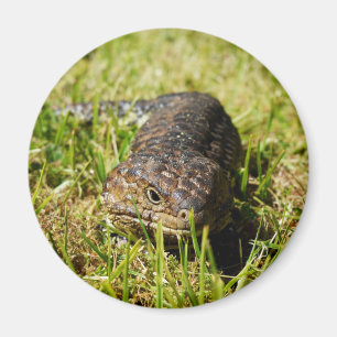 Aimant Blue Tongue Lizard Creeping In The Grass,