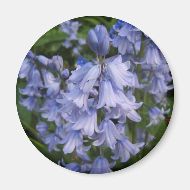 Aimant Bluebells (Devant)