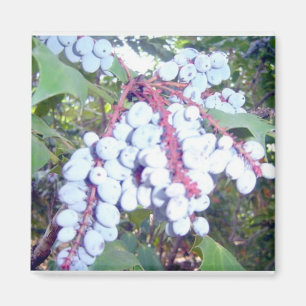 Aimant Blueberries sauvages