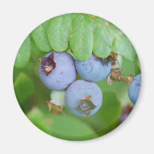 Aimant Blueberry du Maine