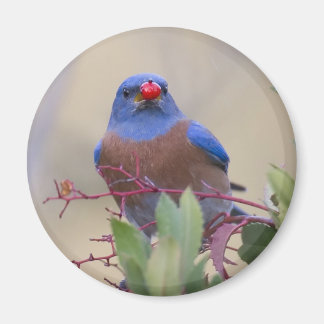 Aimant Bluebird avec Berry