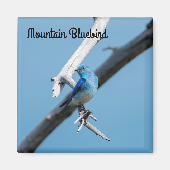 Aimant Bluebird de montagne (Devant)