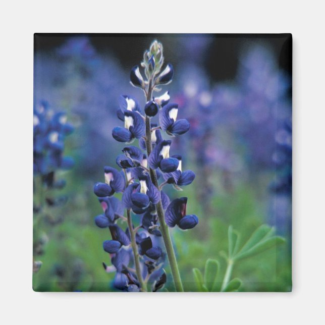 Aimant Bluebonnet Fleur Texas Floral Blue (Devant)