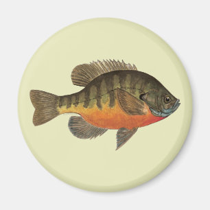 Aimant Bluegill Bream