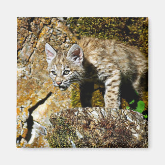 Aimant Bobcat Kitten sur les rochers