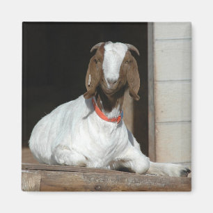 Aimant Boer Goat Nanny Doe