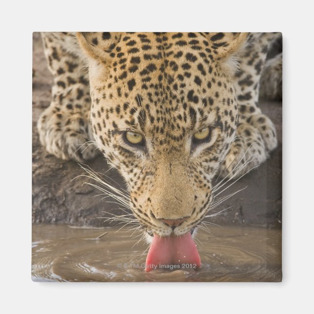 Aimant Boire du léopard, Parc national du Grand Kruger, (Devant)