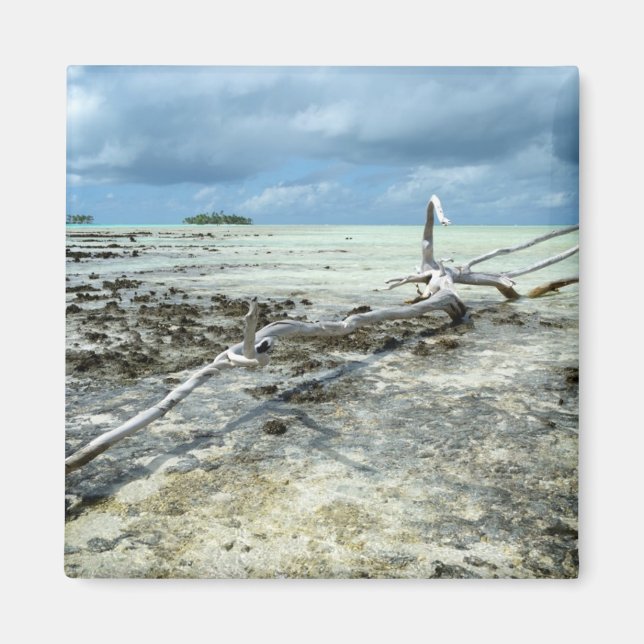 Aimant Bois mort dans l'aimant du Pacifique (Devant)