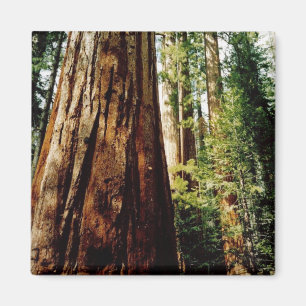 Aimant Bois rouges - Yosemite
