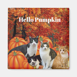 Aimant Bonjour Citrouille Saison Automnale Chats dans le
