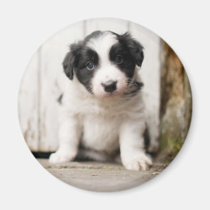 Aimant Border Collie